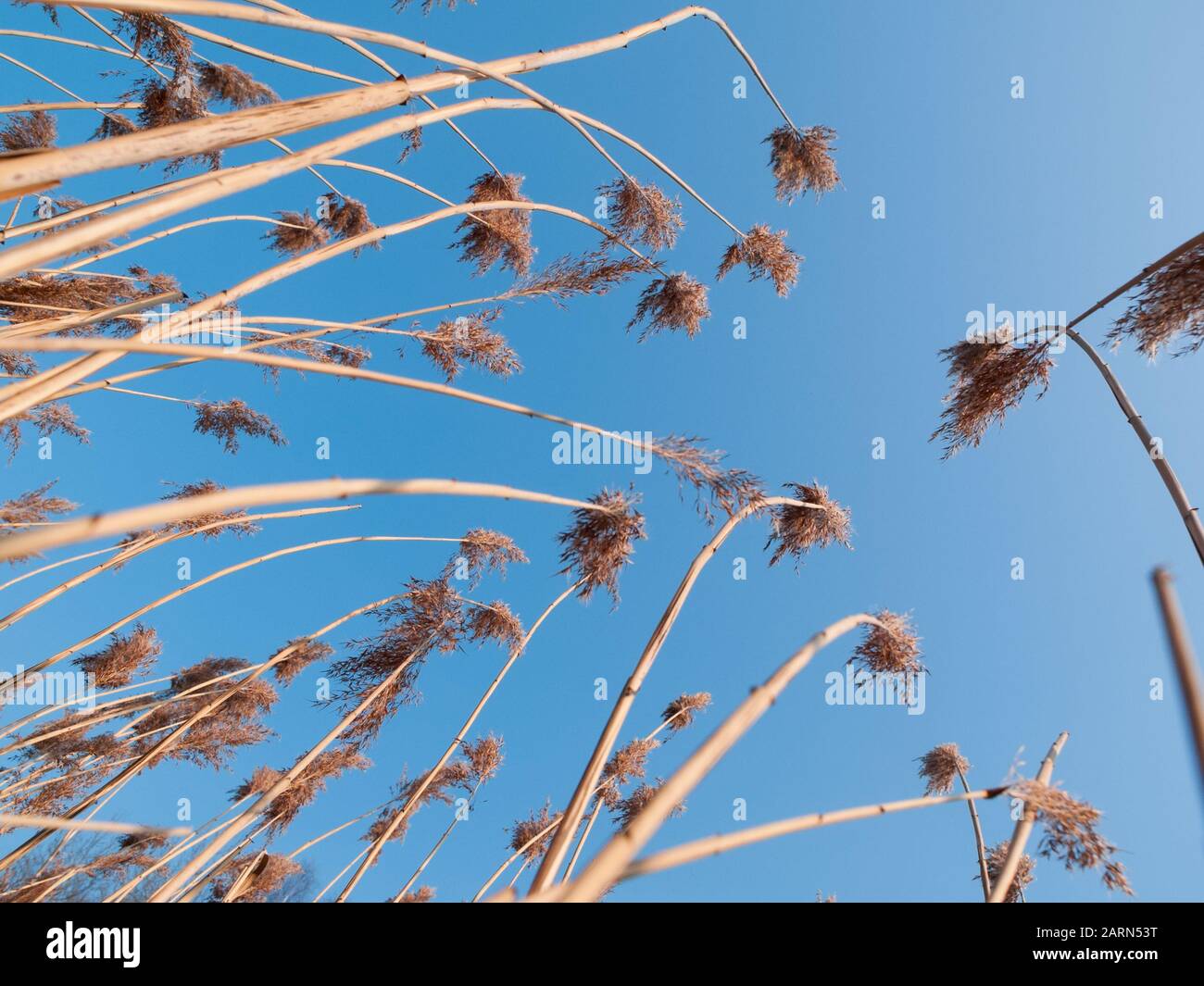 Phragmites, perennial grasses, reed grass near a lake in the