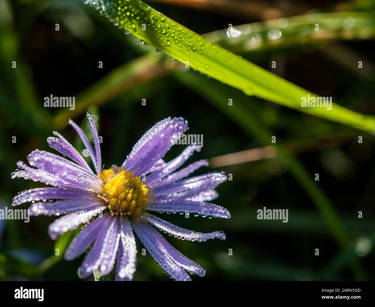 New York aster flower, Symphyotrichum novi-belgii, close-up, in a meadow Stock Photo