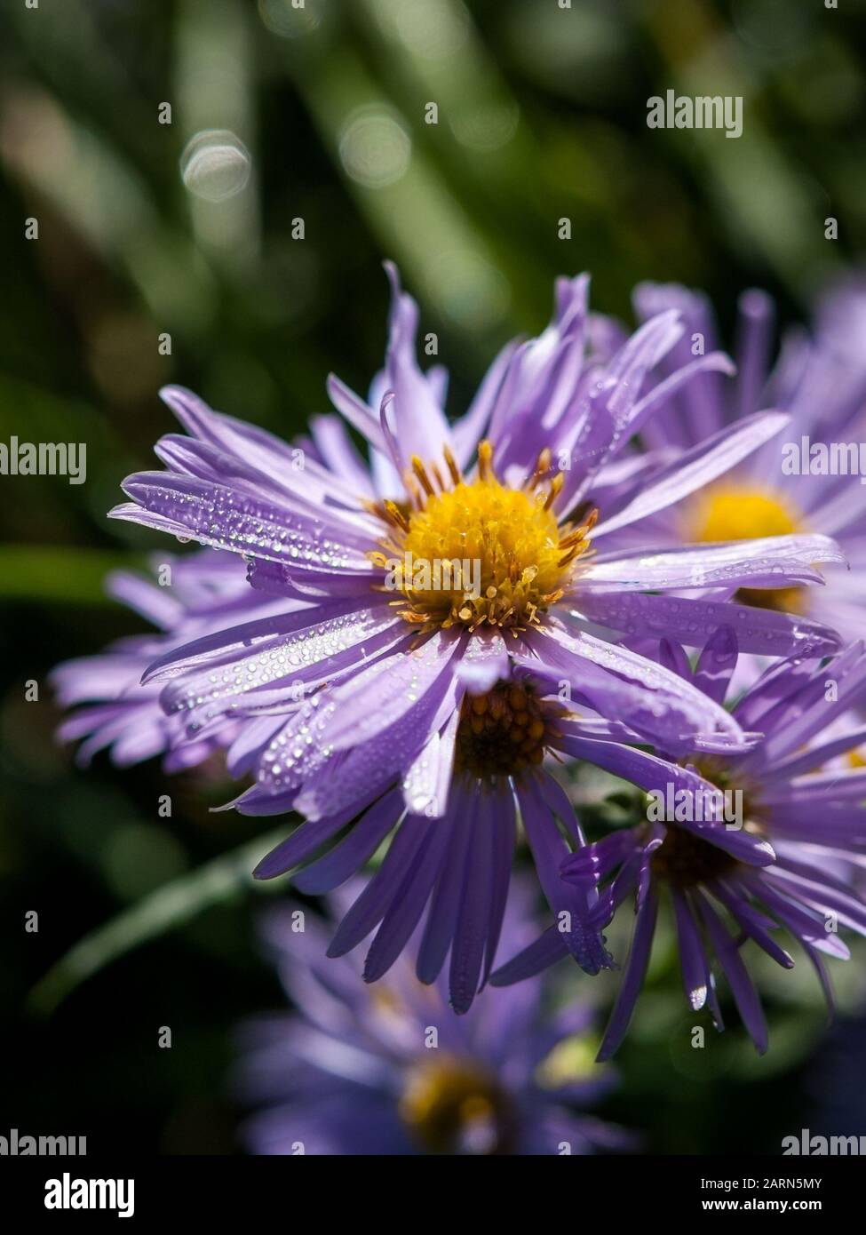 New York aster flower, Symphyotrichum novi-belgii, close-up, in a meadow Stock Photo