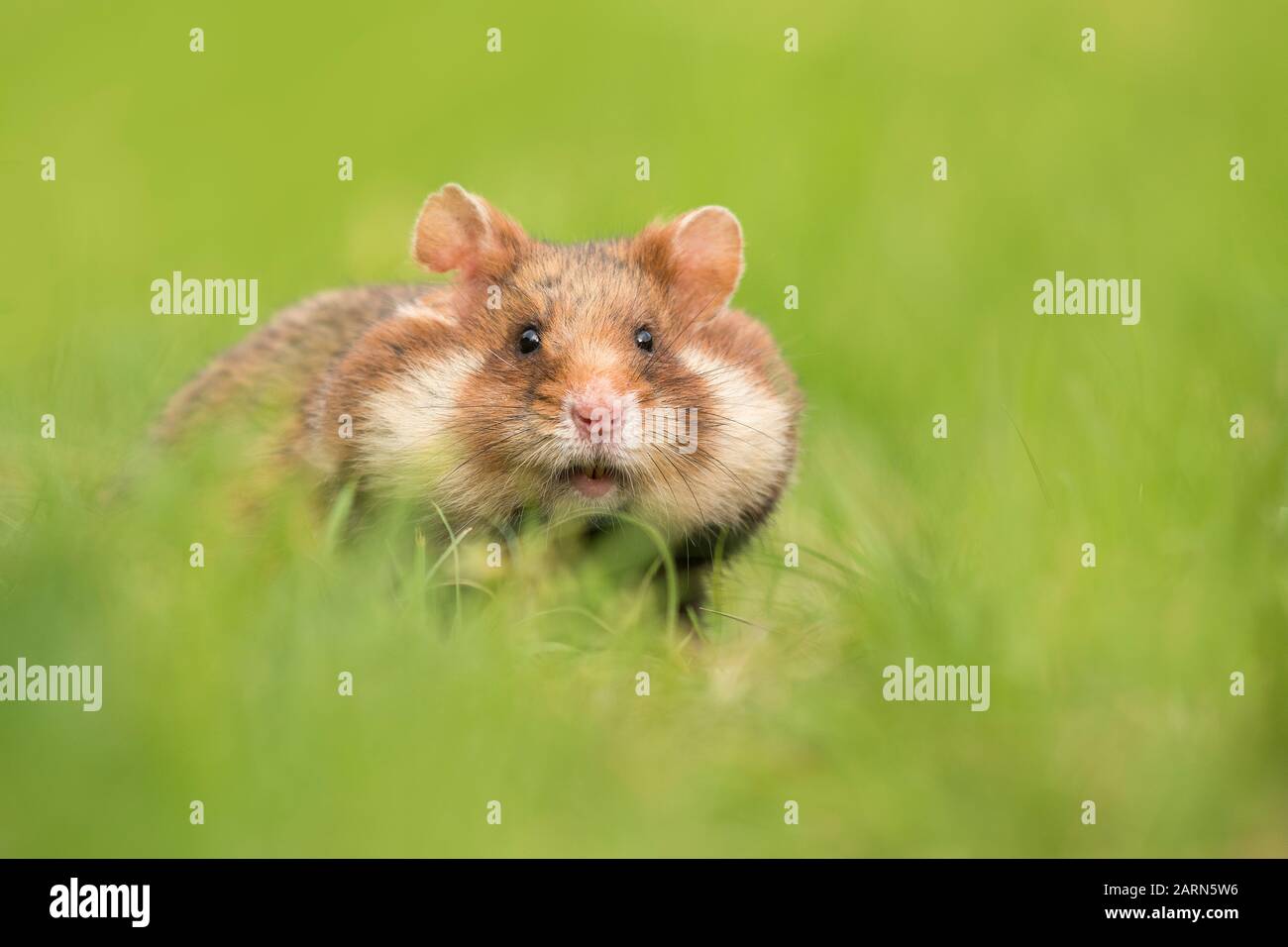 Adorable black bellied hamster in a green grass field Stock Photo - Alamy