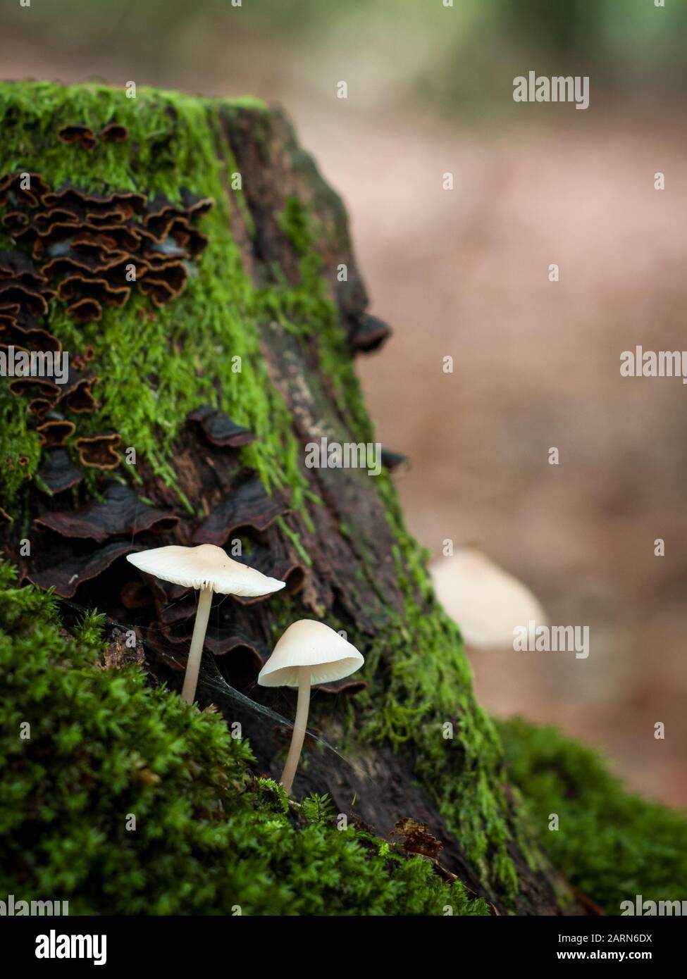 Close-up of mushrooms on the forest ground Stock Photo