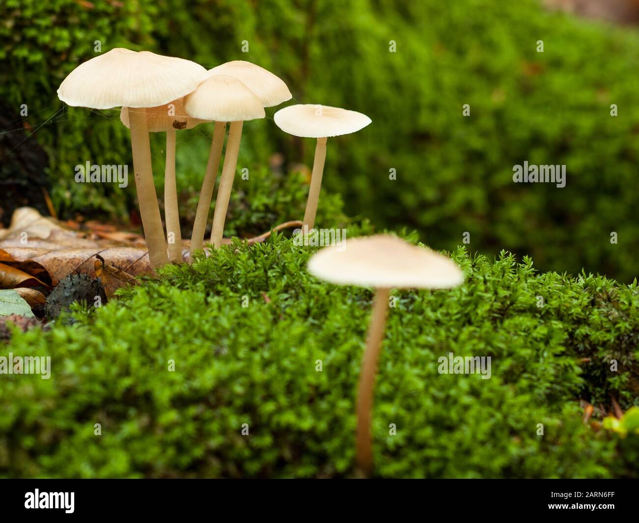 Close-up of mushrooms on the forest ground Stock Photo