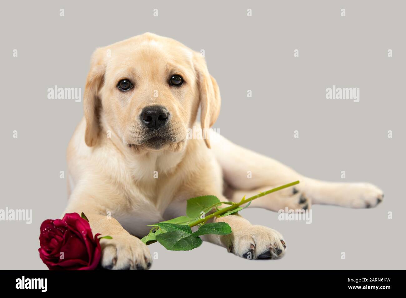 cute puppy with flower on grey studio shot looking at camera labrador love Stock Photo