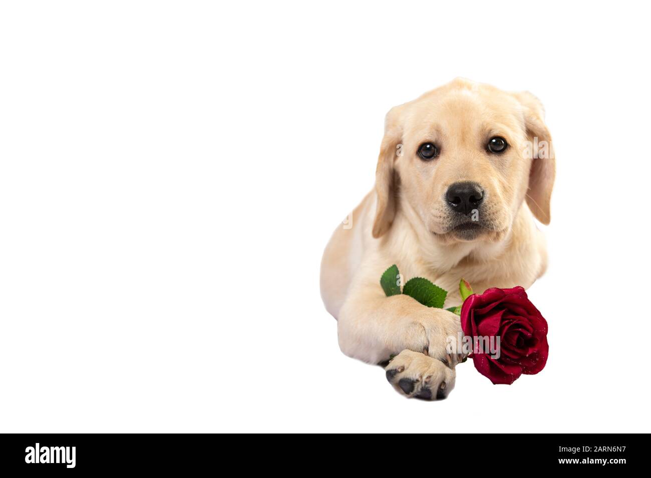 Puppy dog holding red rose hi-res stock photography and images - Alamy