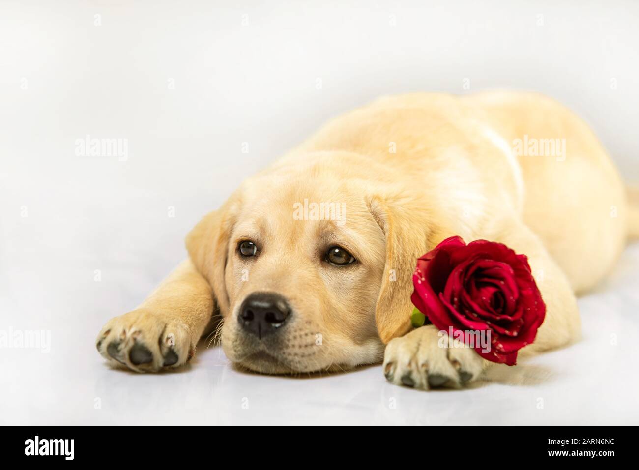 Isolated dog. Golden puppy with red rose, looking up on white ...