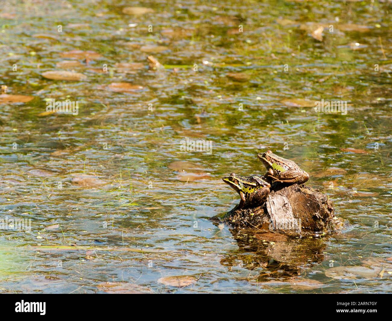 Two frogs, Ranidae, sitting on a stone in a lake in the countryside in Germany, Western Europe Stock Photo