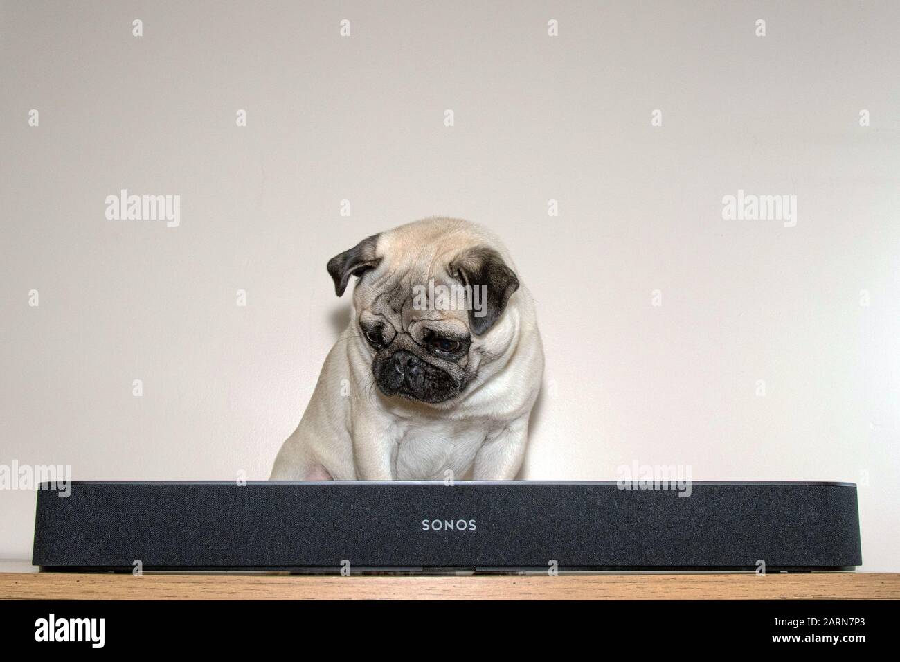 Pug dog sitting behind a Sonos beam sound bar against a light background Stock Photo