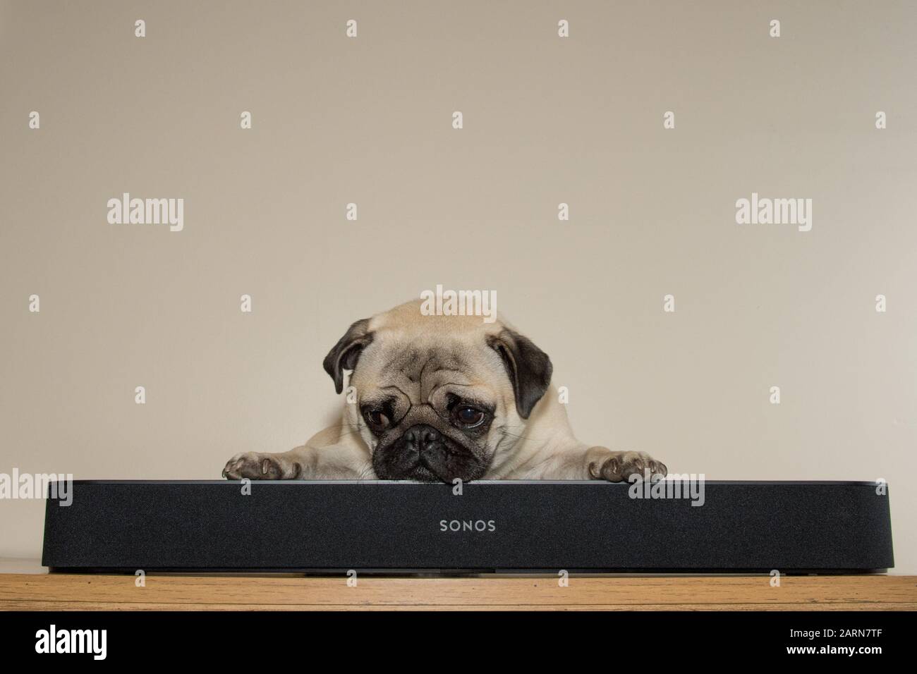 Pug dog sitting behind a Sonos beam sound bar against a light background Stock Photo