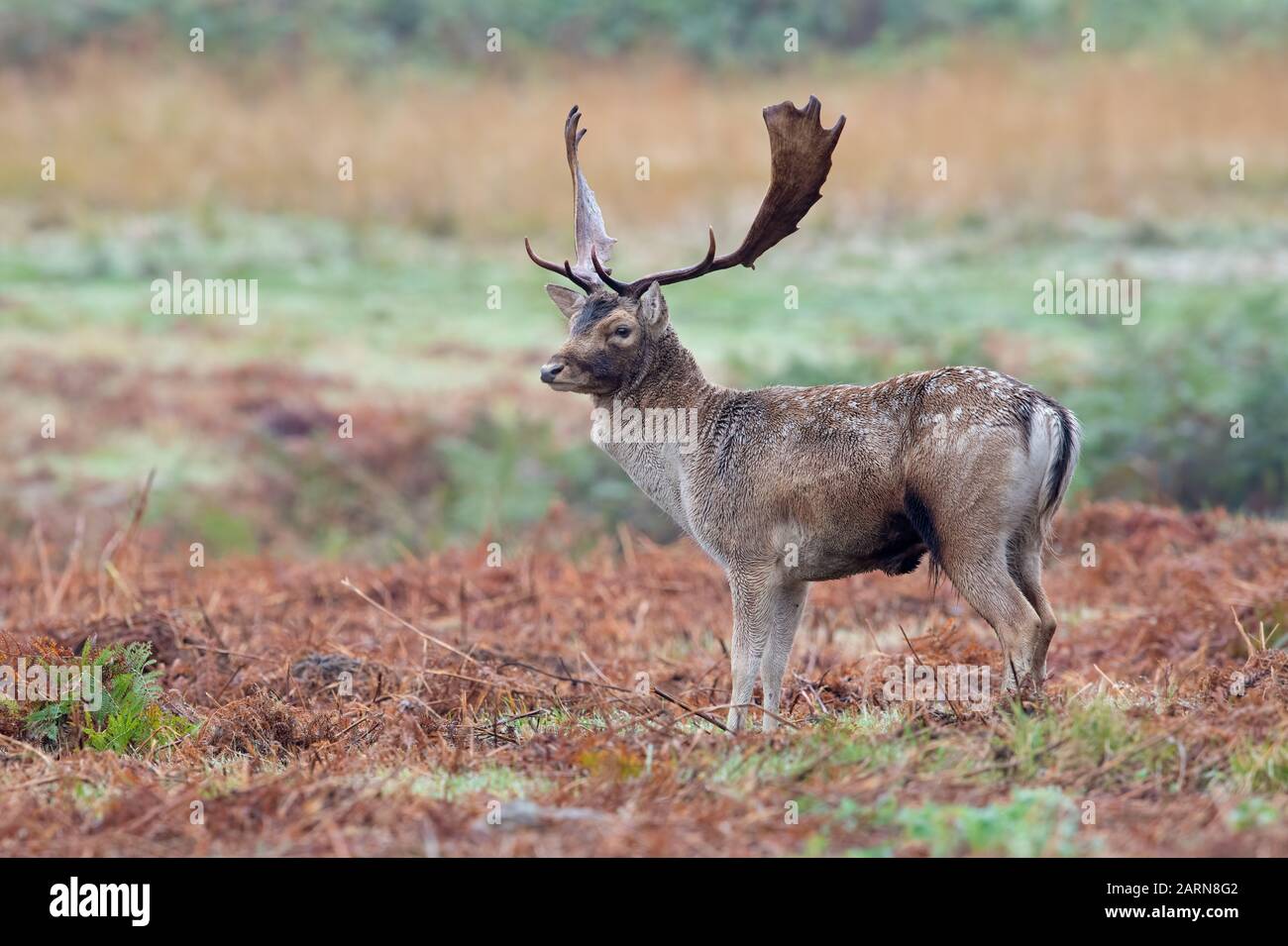 Fallow Deer Buck (Dama dama) in the autumn rut Stock Photo