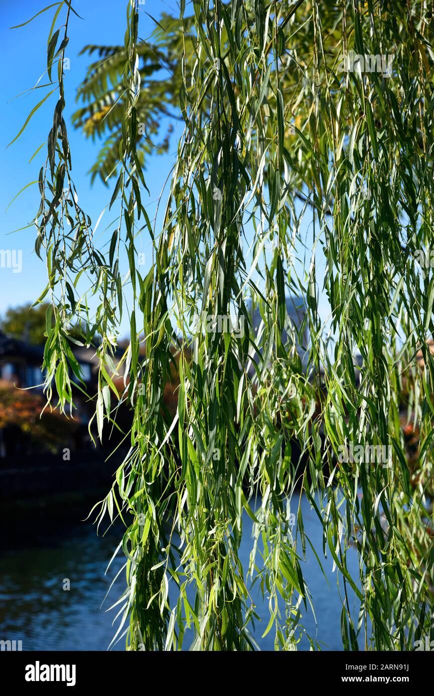 weeping willow Japan Stock Photo Alamy