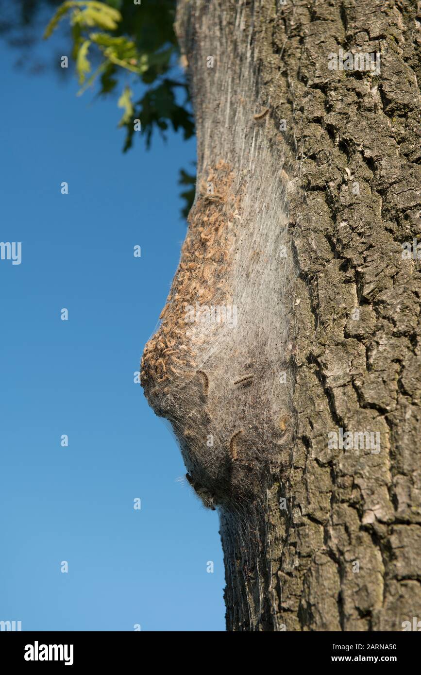 Nest with Processionary caterpillars hanging on a aok tree outside on a blue sky during a summer day Stock Photo