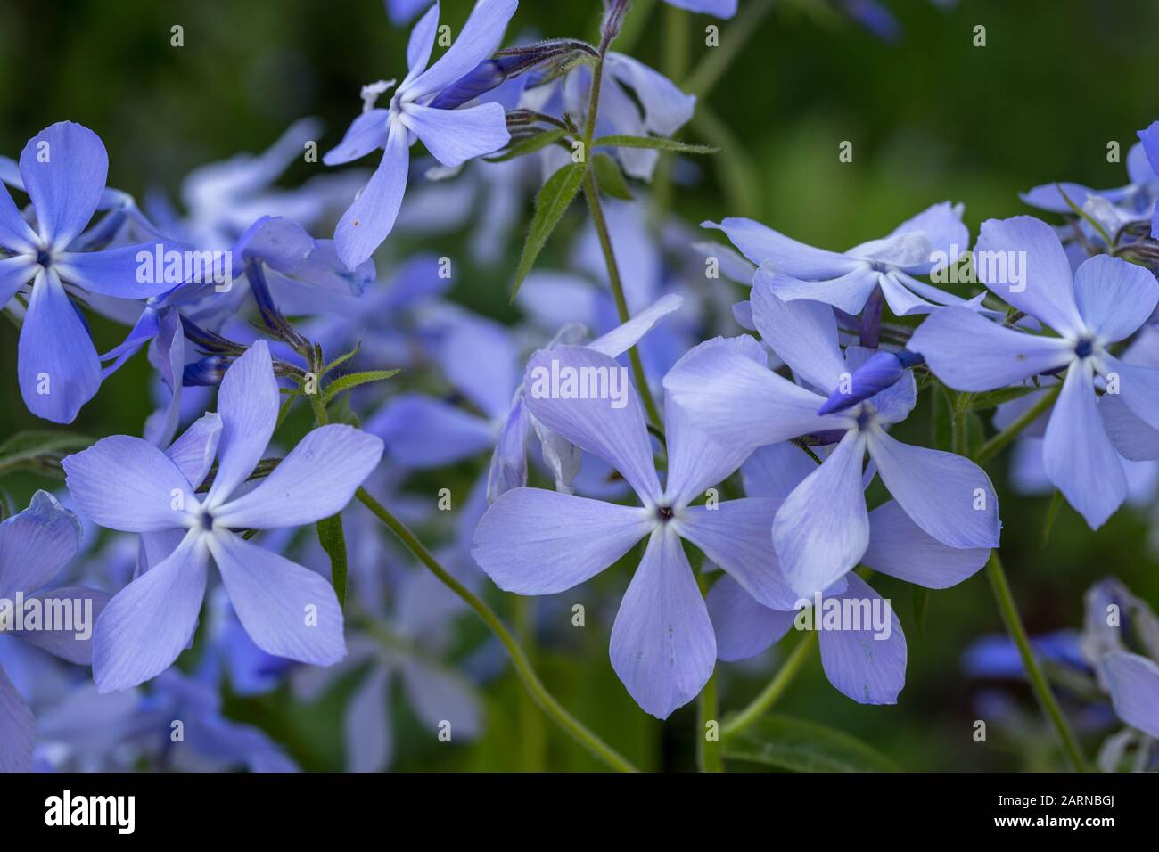 Phlox divaricata wild sweet william woodland phlox wild blue