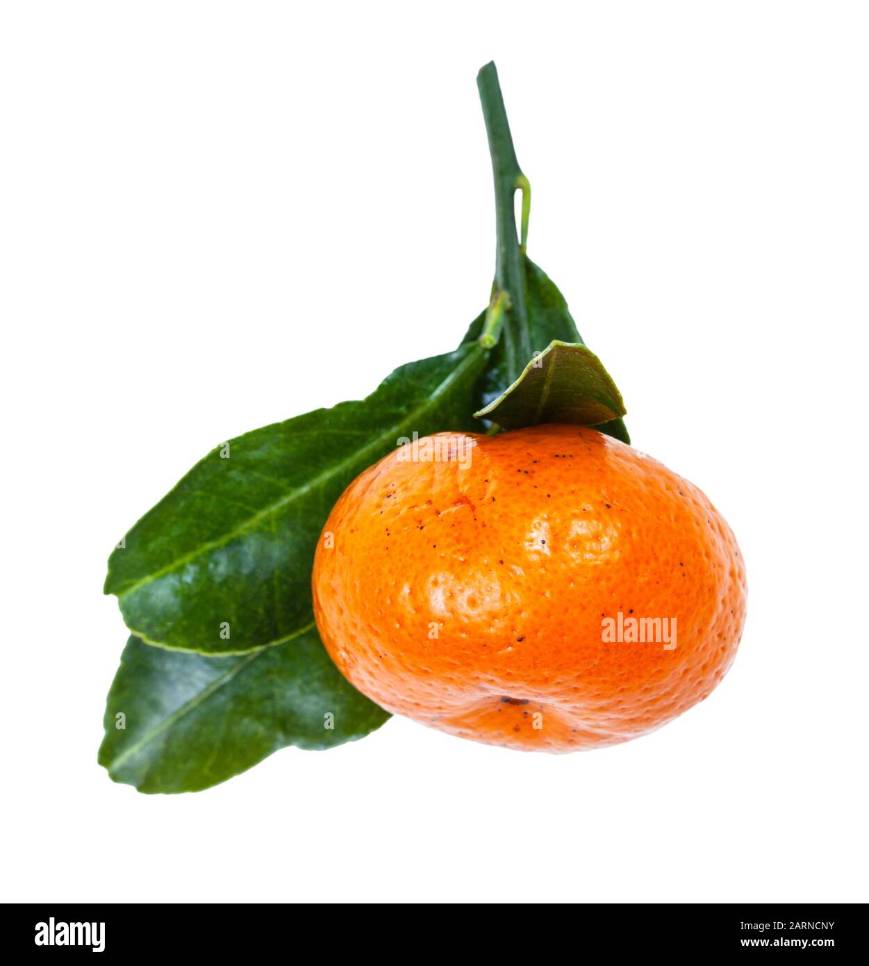 ripe fresh Abkhazian mandarine on green twig isolated on white background Stock Photo