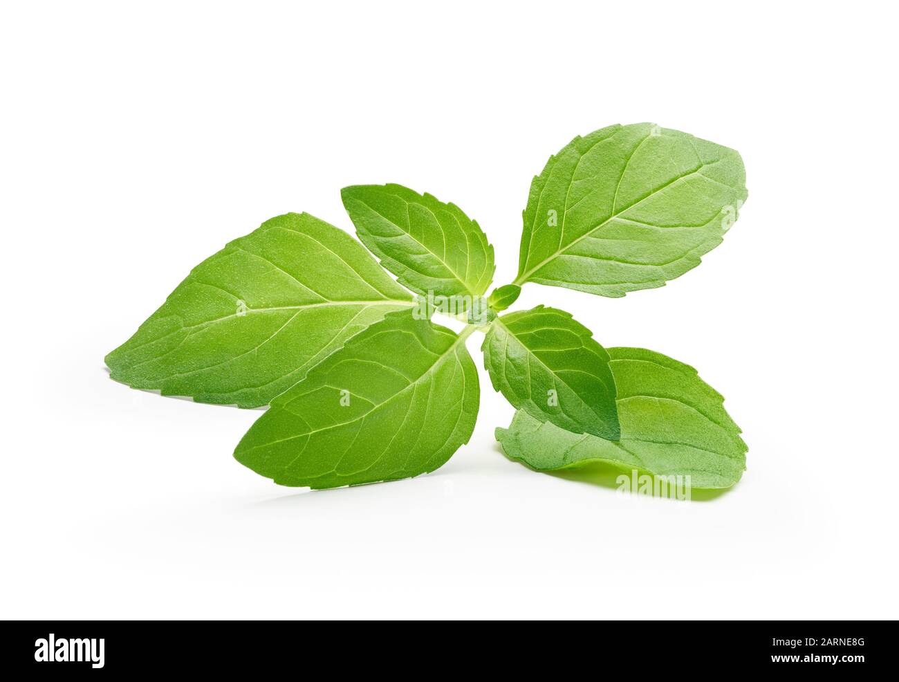 Peppermint leaves isolated on white background - clipping path included Stock Photo