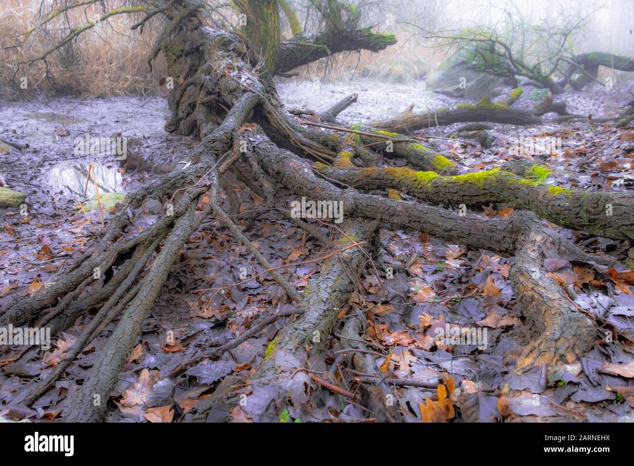 roots of a tree . dense forest Stock Photo