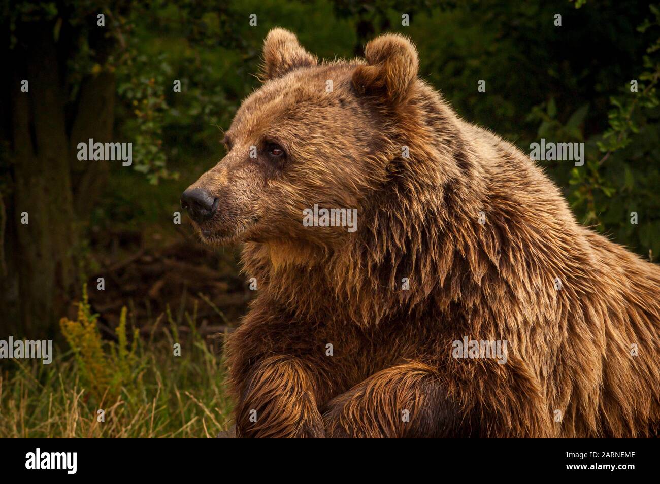 Brown Bear Stock Photo