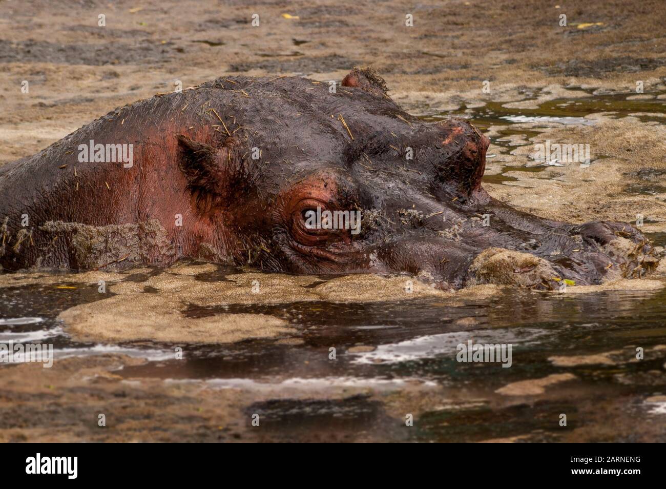 Hippopotamus mud wallow hi-res stock photography and images - Alamy