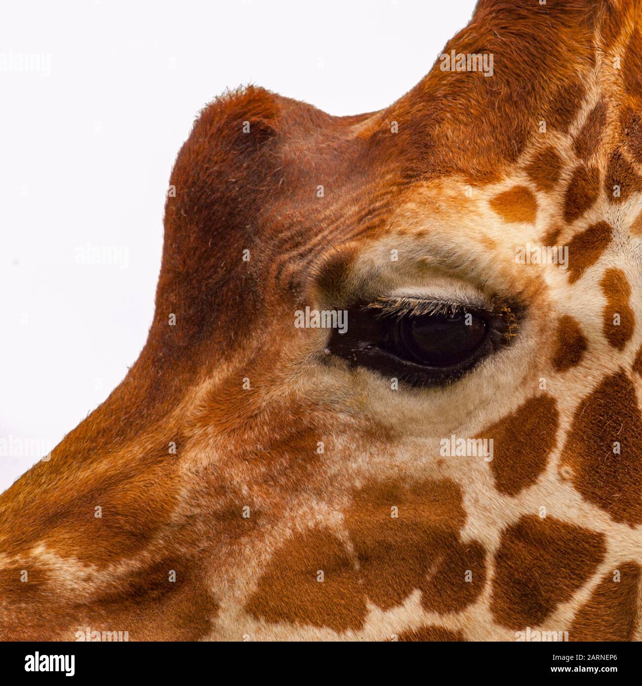 Giraffe close up Stock Photo