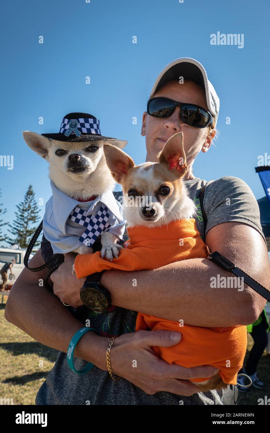 rspca french bulldog