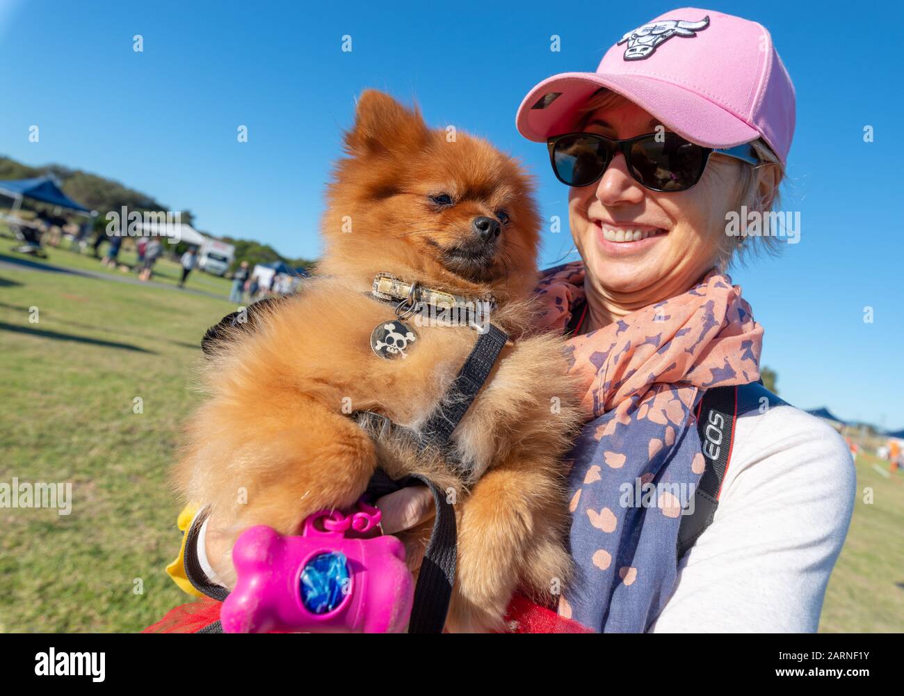 rspca pomeranian