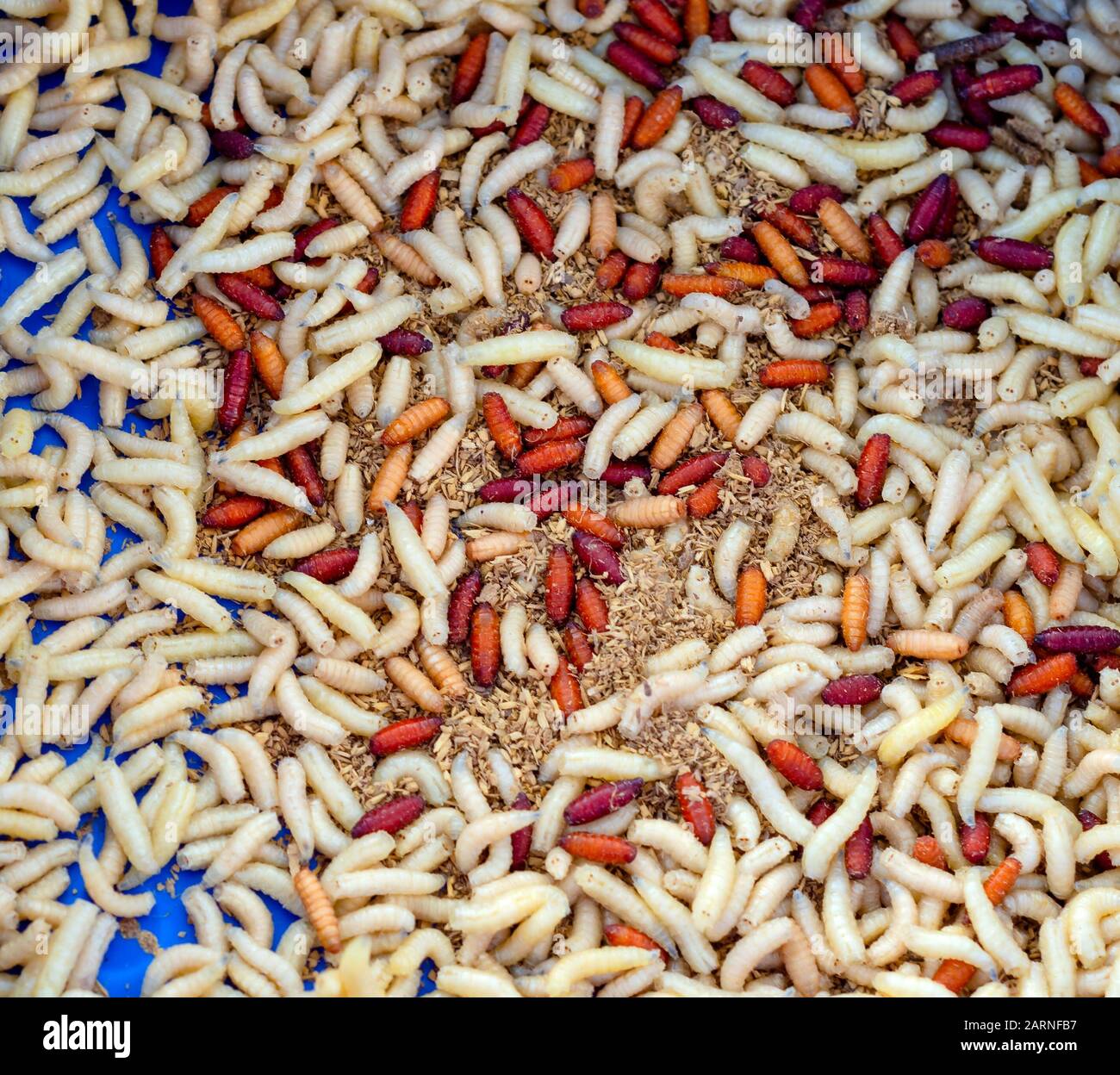 Maggots fishing bait hires stock photography and images Alamy
