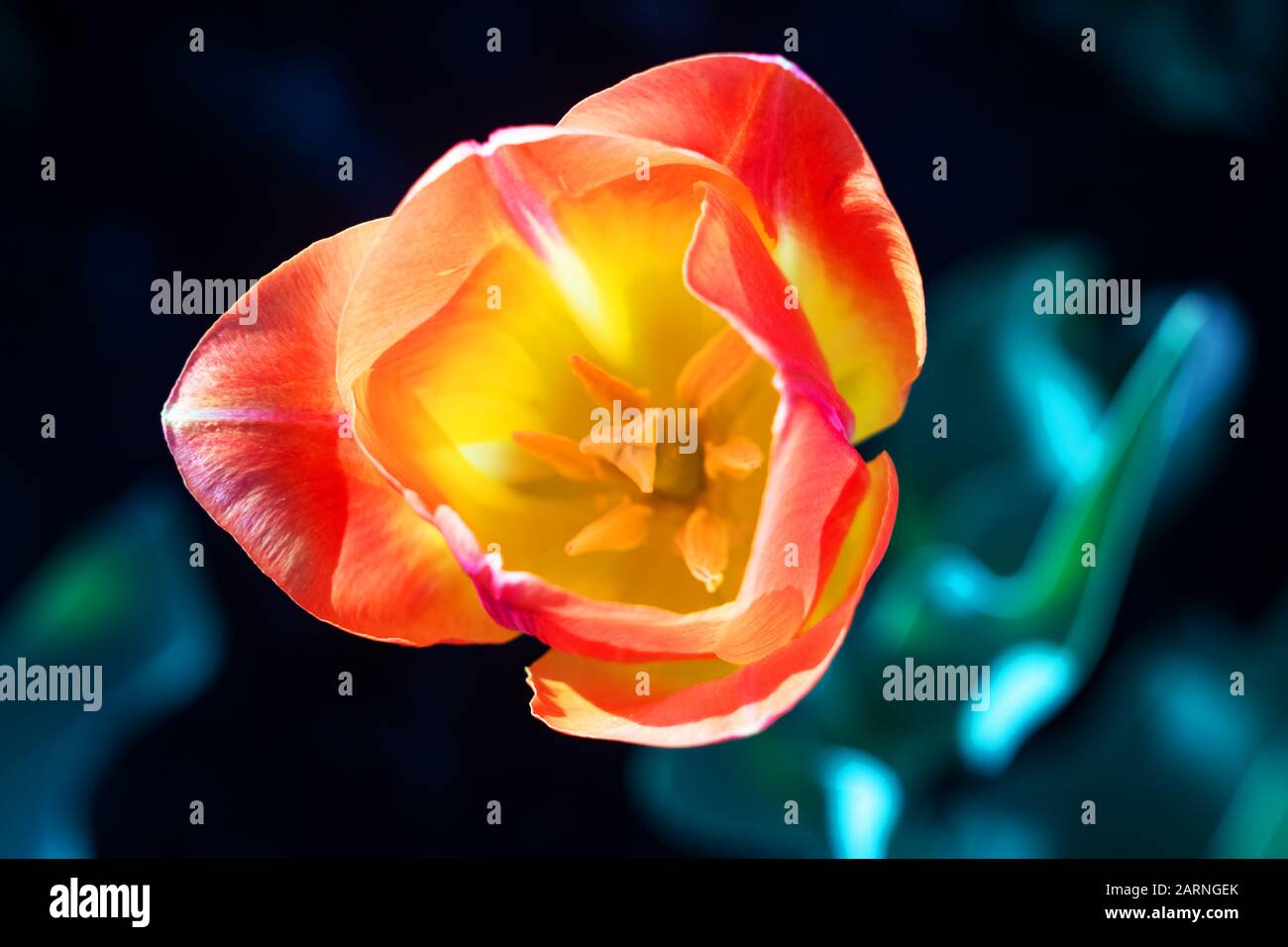 Yellow tulip against the backdrop of greenery, top view Stock Photo - Alamy