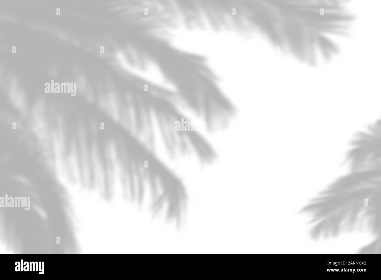Overlay effect for photo. Gray shadow of the palm leaves on a white ...