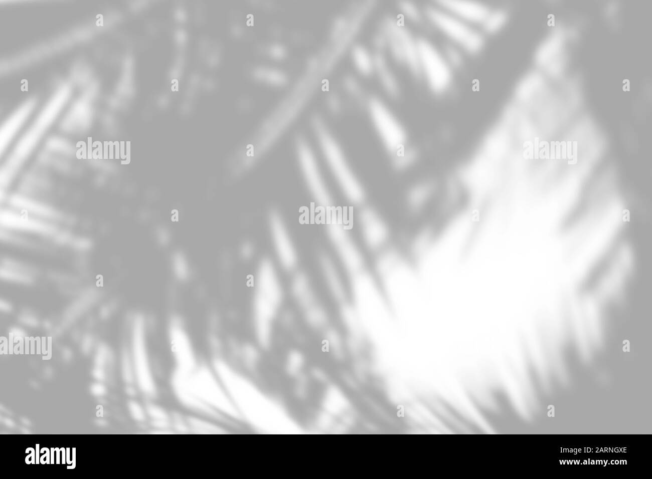 Overlay effect for photo. Gray shadow of the palm leaves on a white ...
