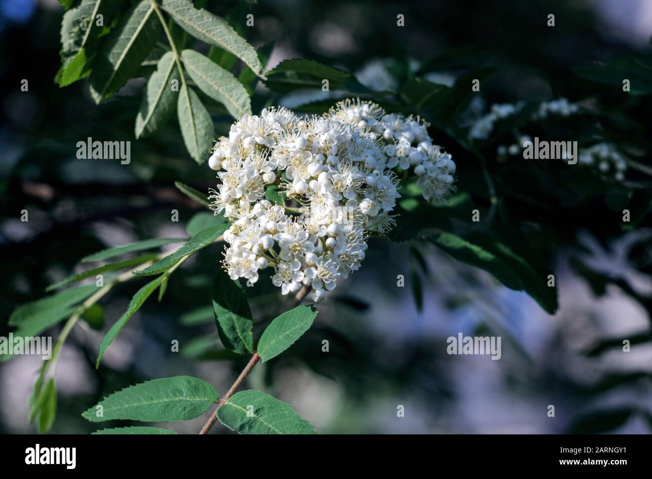 White flowers of red rowan close up Stock Photo - Alamy