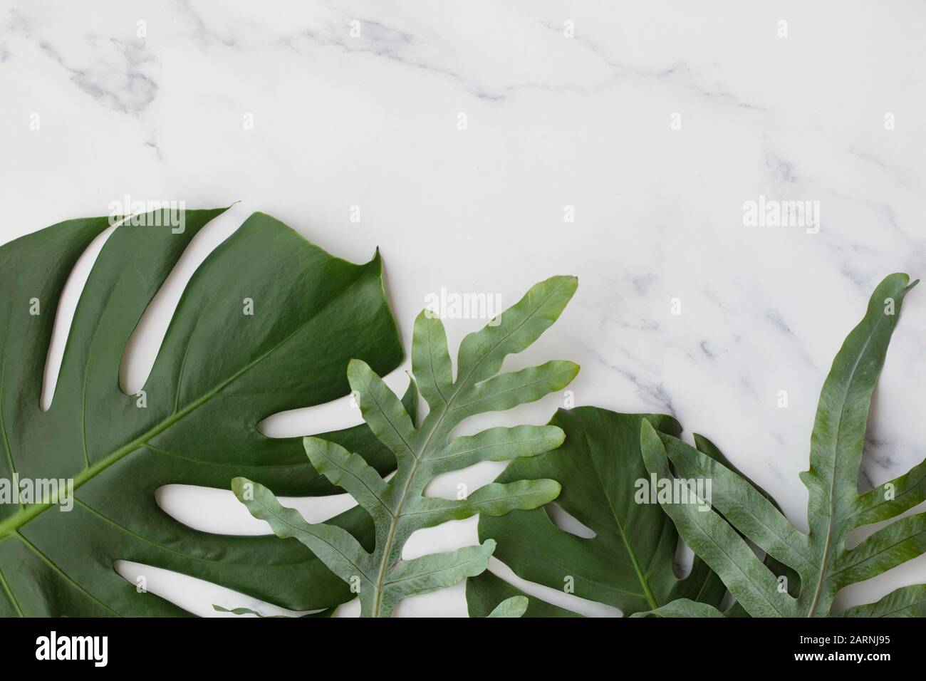 Topical jungle leaves on a modern marble background Stock Photo