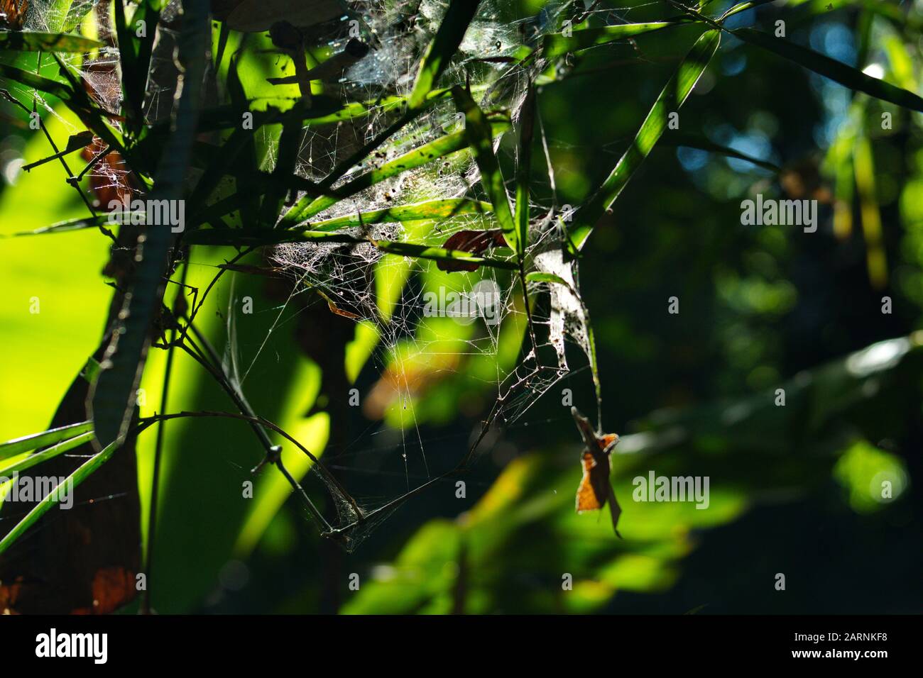 Spider Web On The Bamboo Stalk Bamboo Background In Dark Tone Bamboo Forest Stock Photo Alamy