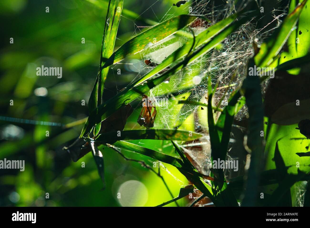 Spider Web On The Bamboo Stalk Bamboo Background In Dark Tone Bamboo Forest Stock Photo Alamy