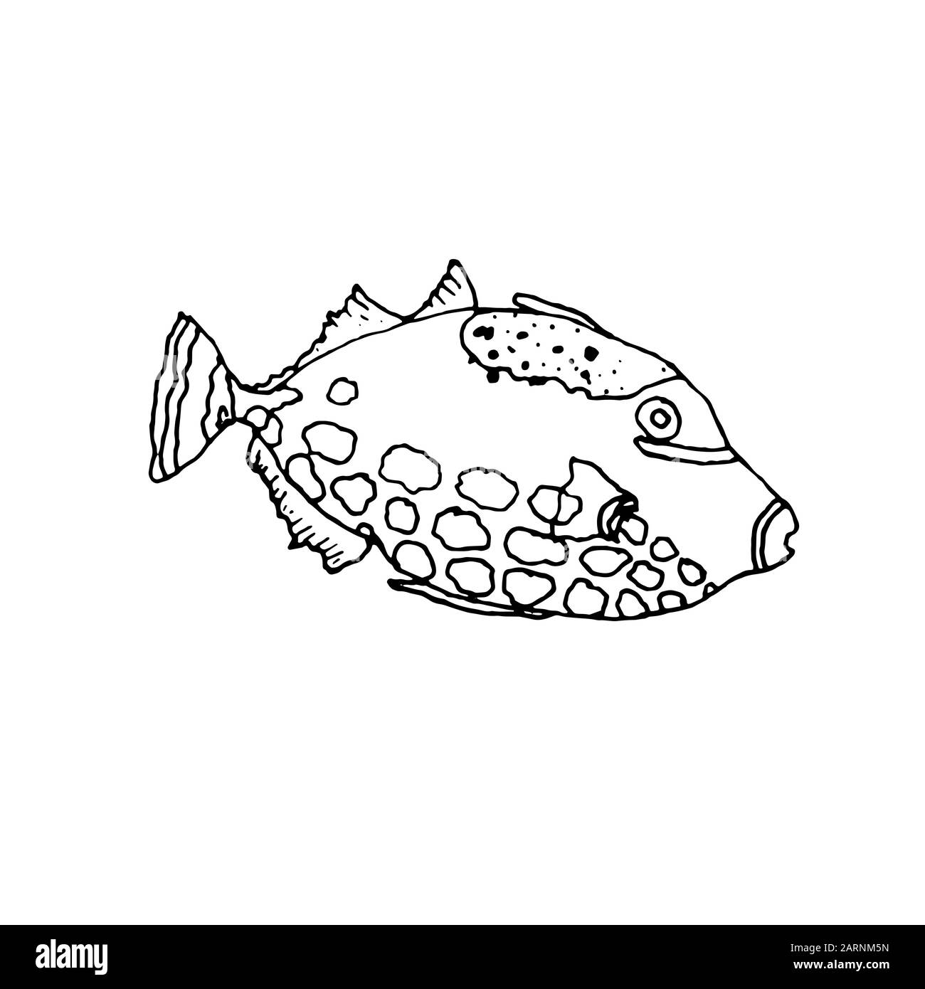 Clown trigger fish. Hand drawing sketch. Black outline on white background. Vector illustration can be used in greeting cards, posters, flyers, banners, logo, further design etc. EPS10 Stock Vector