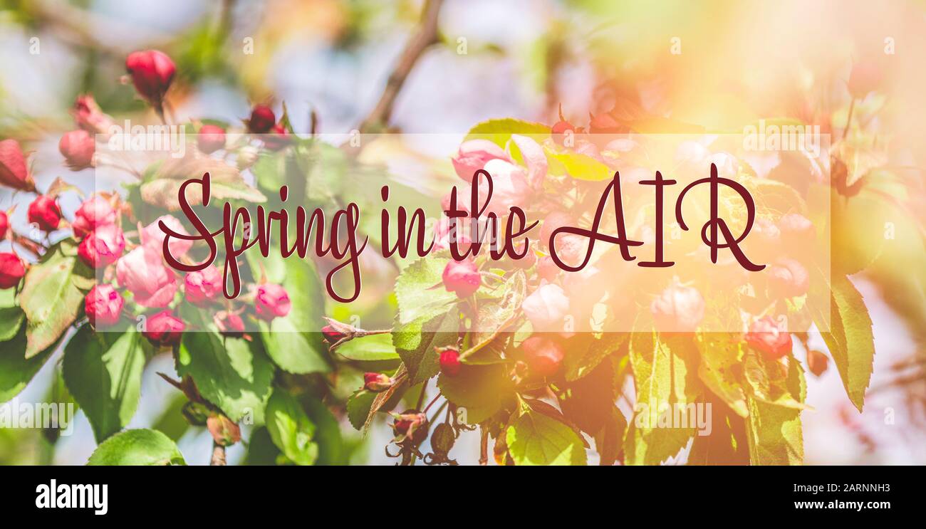 Spring is in the air phrase in the frame. Spring background art with ...