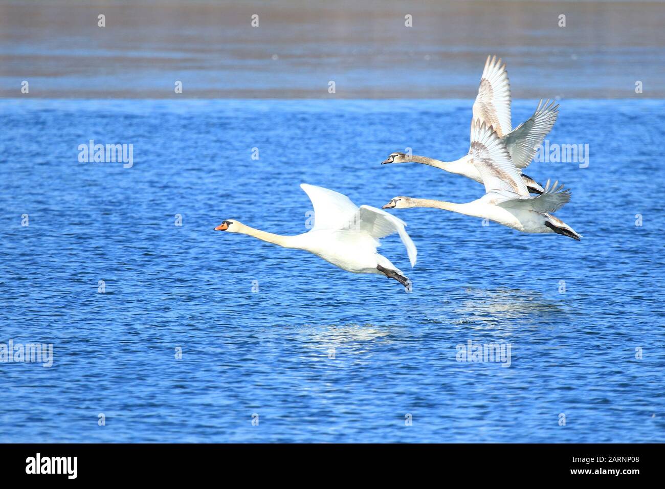 Swans in flight above lake Stock Photo