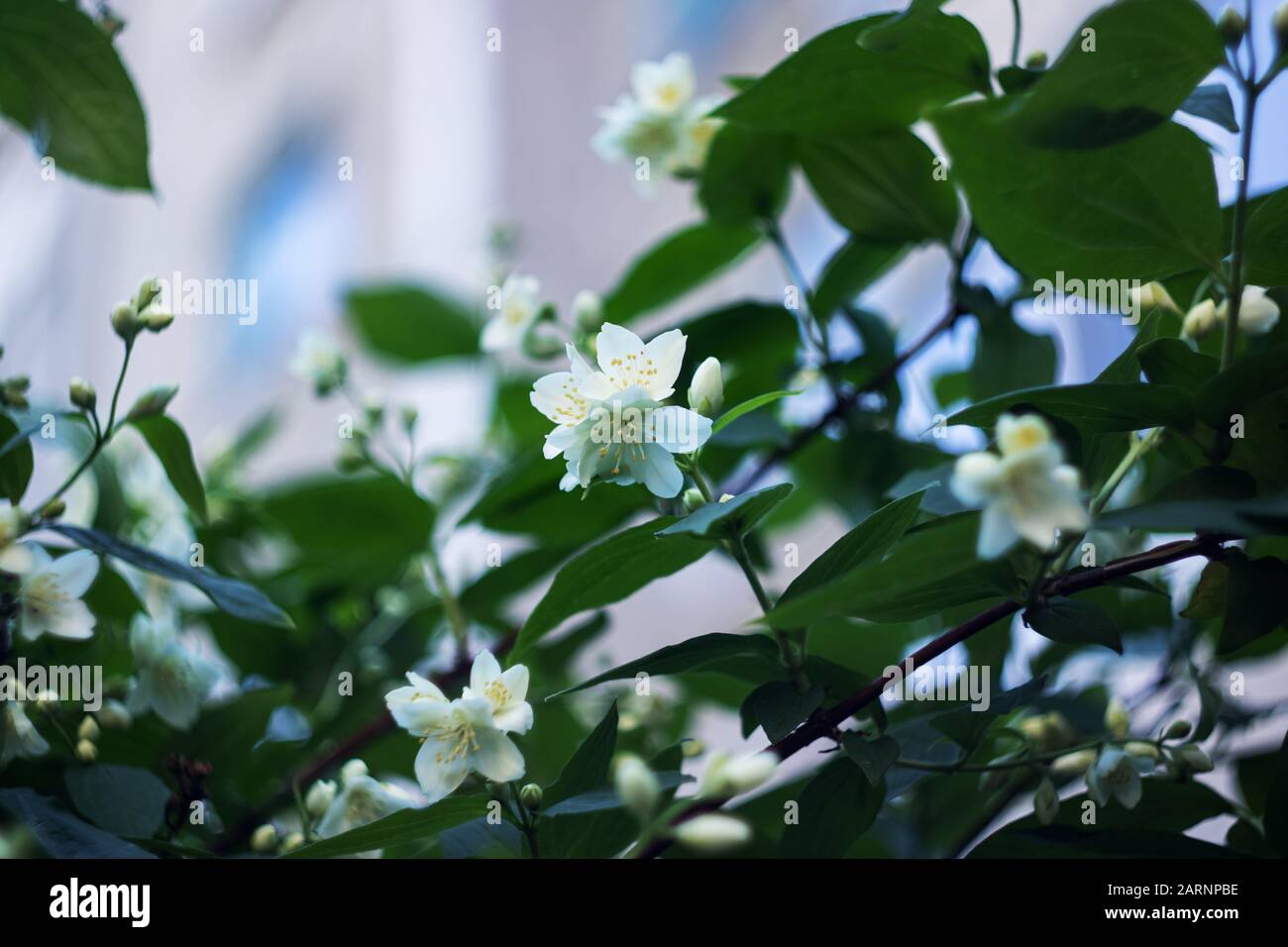 White jasmine flower on a branch with green leaves Stock Photo Alamy