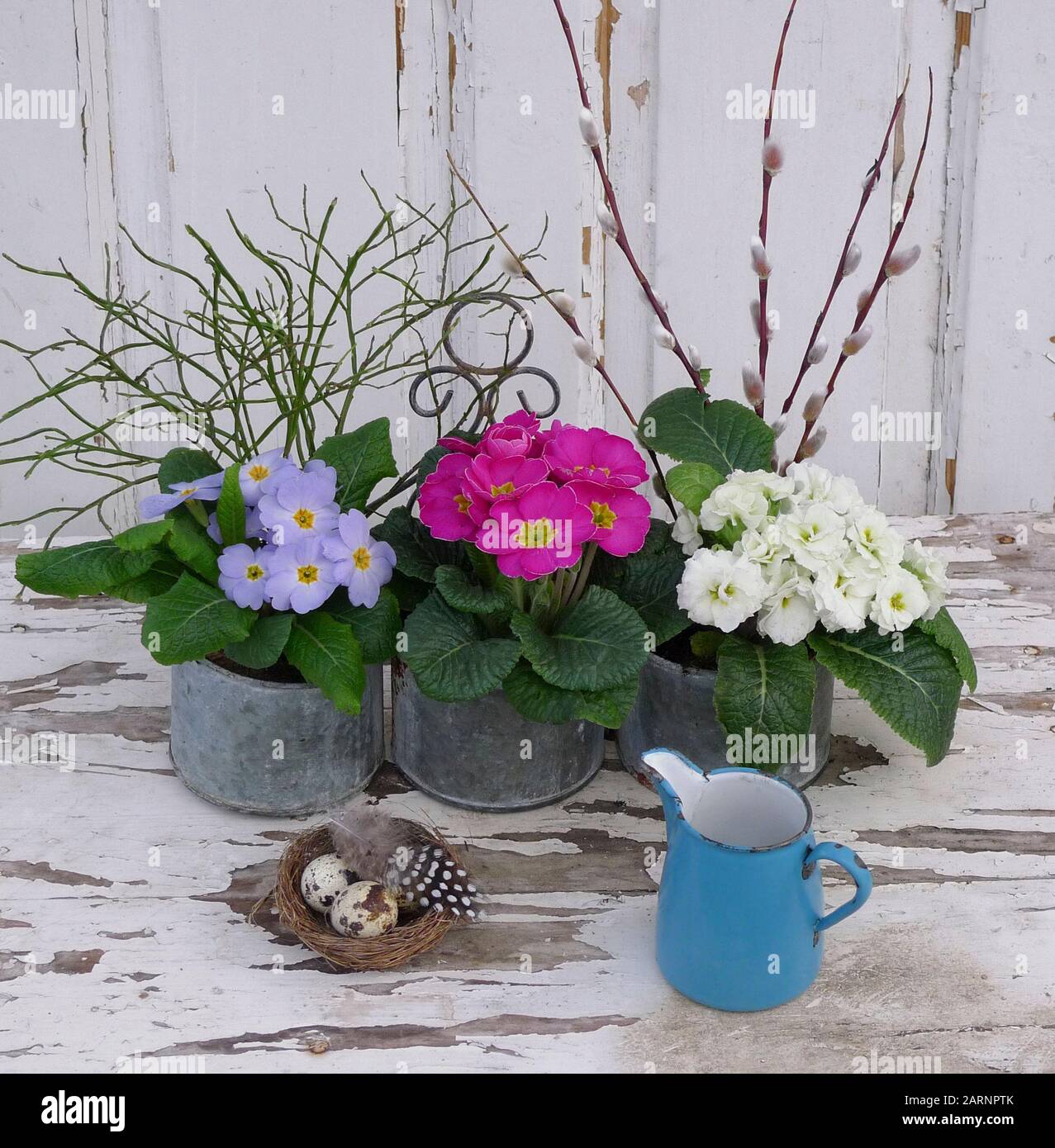 Primroses in pots Stock Photo Alamy