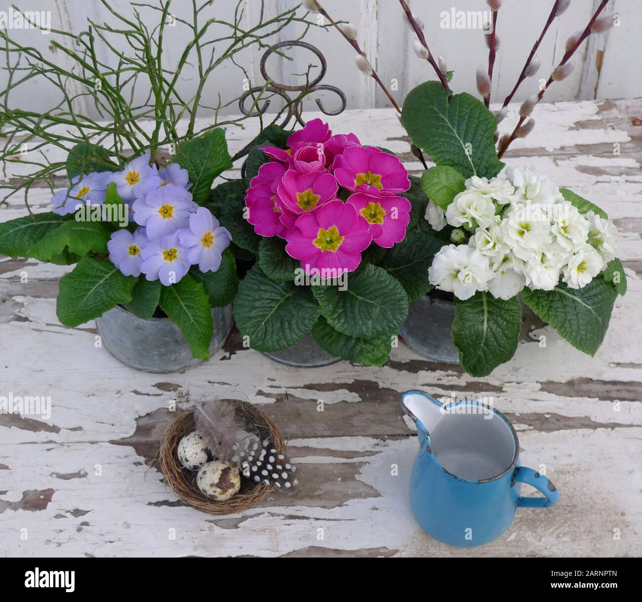 Primroses in pots Stock Photo Alamy
