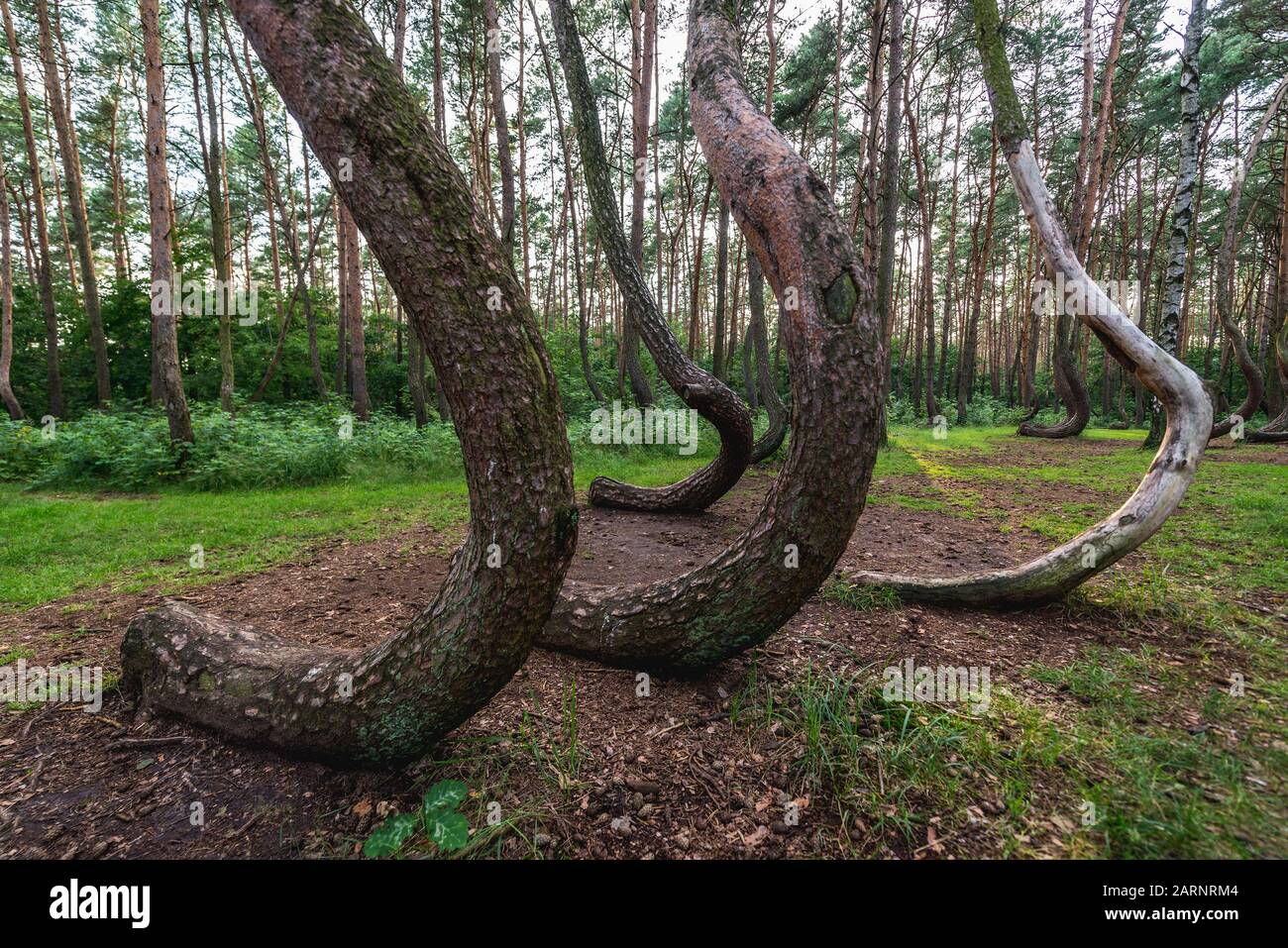 crooked forest west pomerania poland