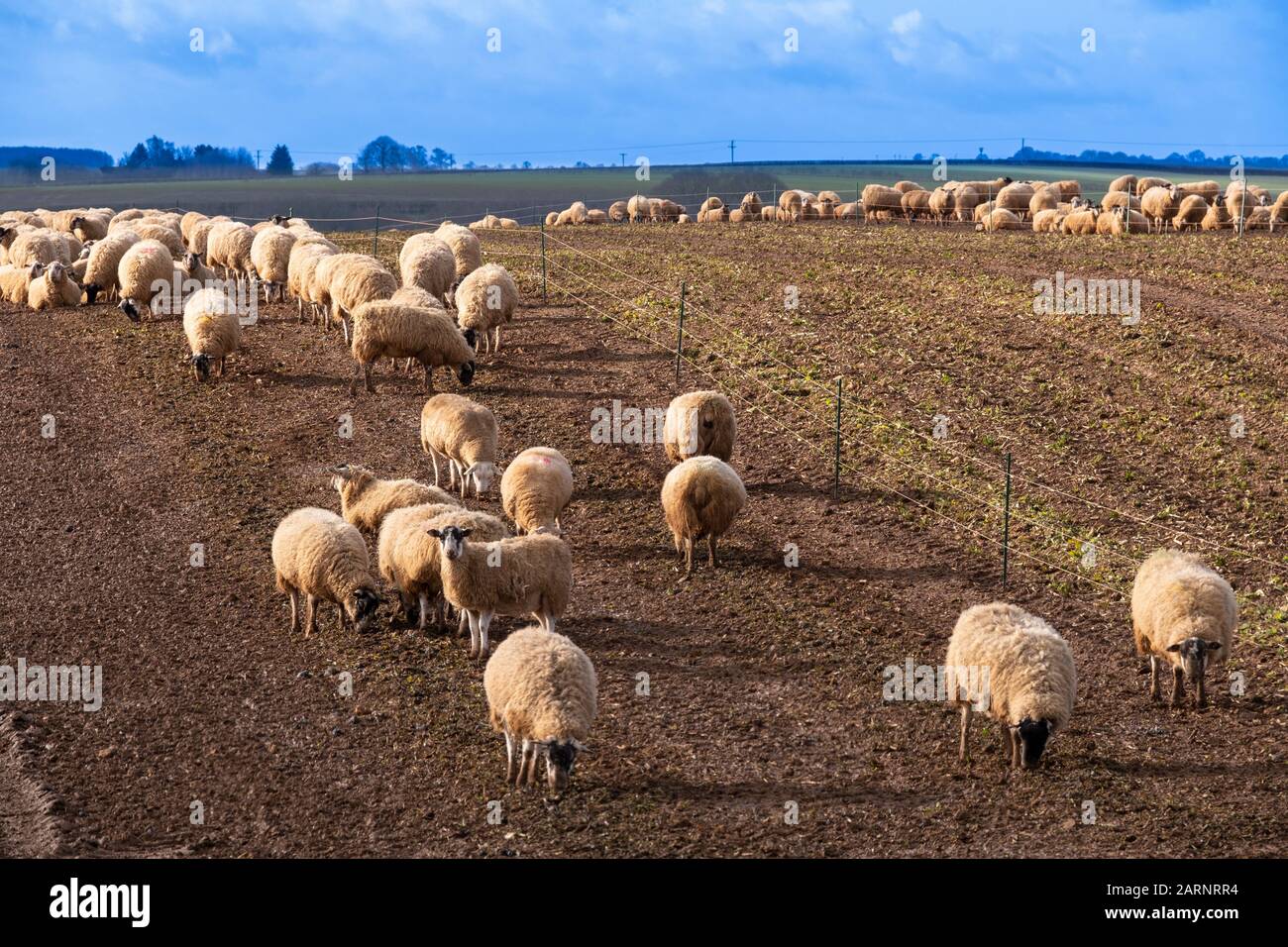 A large flock of sheep in a field of bare muddy earth. Stock Photo