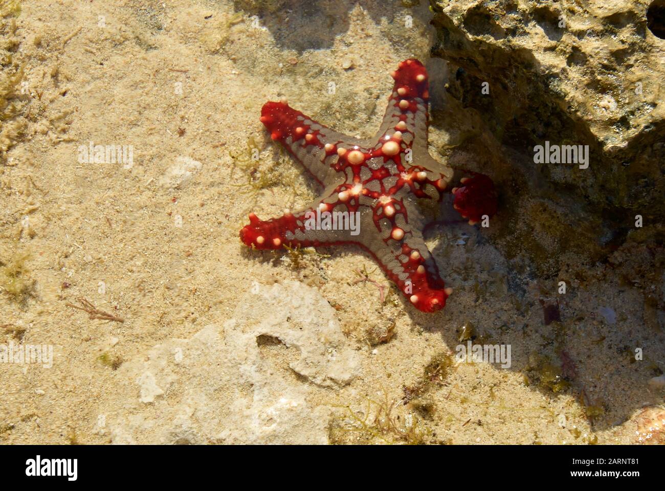 An African Red-knobbed Starfish in shallow water at low tide (Tanzania, Indian Ocean) Stock Photo