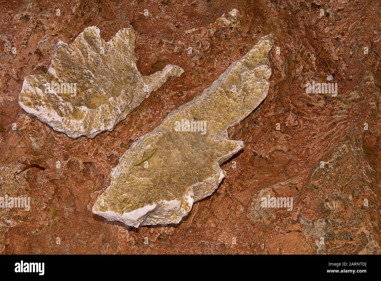 A small fossil Giant Clamp Shell, preserved in limestone of the Indian Ocean coastline near Tanga, Tanzania Stock Photo