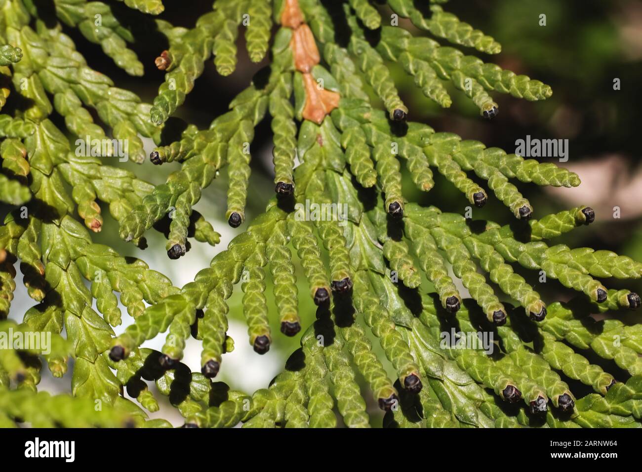The Green thuja tree branches close up Stock Photo