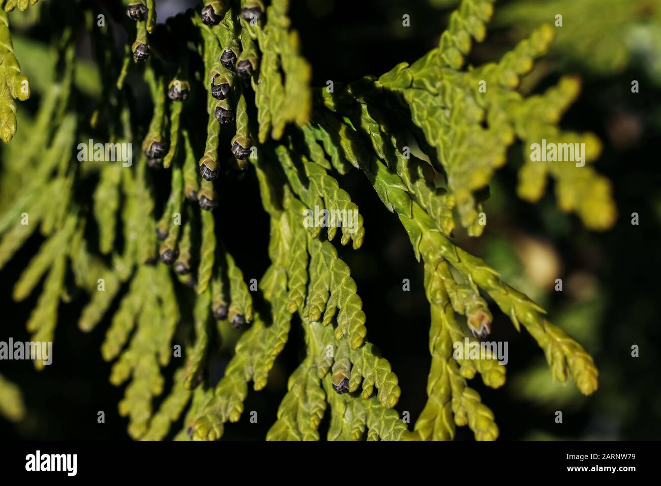 The Green thuja tree branches close up Stock Photo