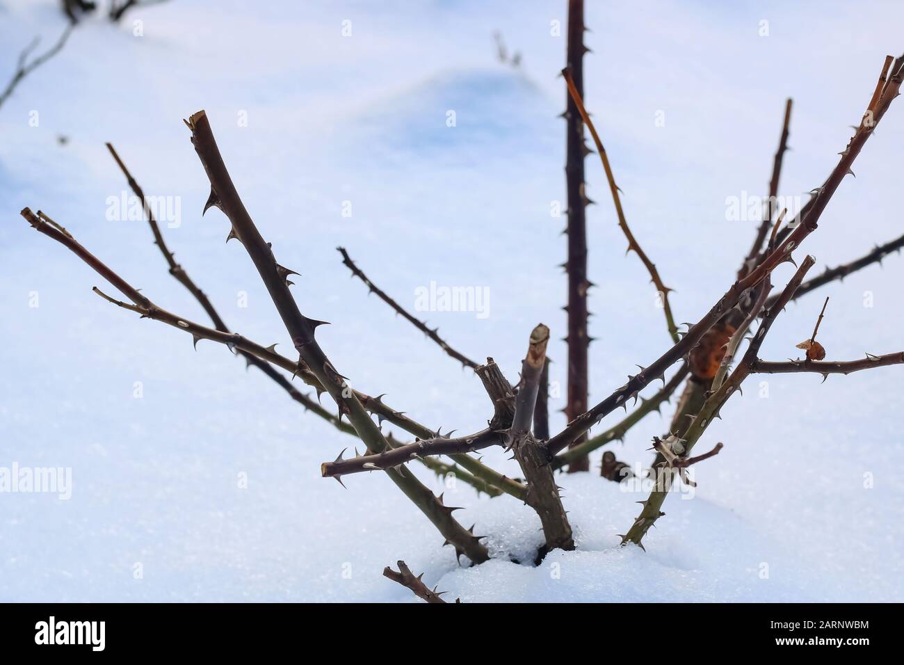 Rose Thorn High Resolution Stock Photography And Images Alamy