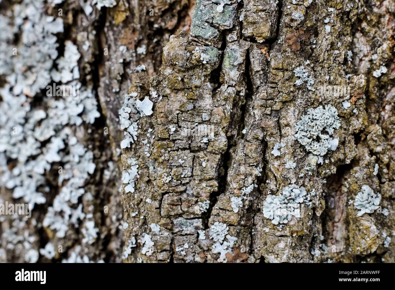 Blue moss on a tree trunk close up Stock Photo