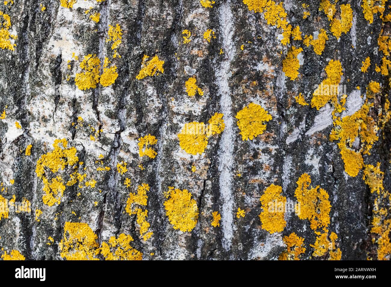 Yellow moss on a tree trunk close up Stock Photo