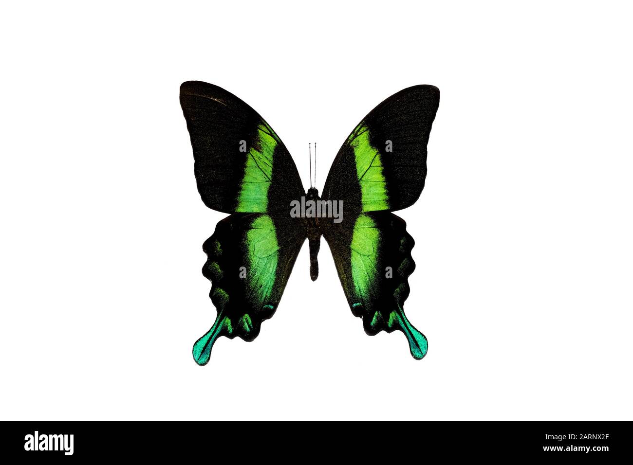 Big butterfly with green wings, isolate on white background Stock Photo