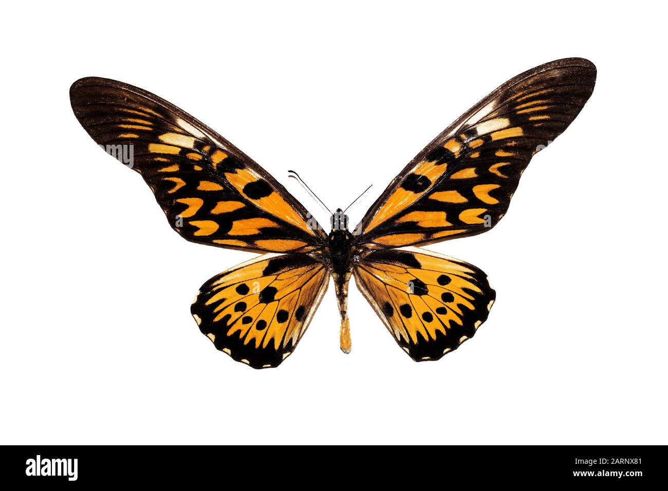 Big butterfly with yellow wings, isolate on white background, papilio antimachus Stock Photo
