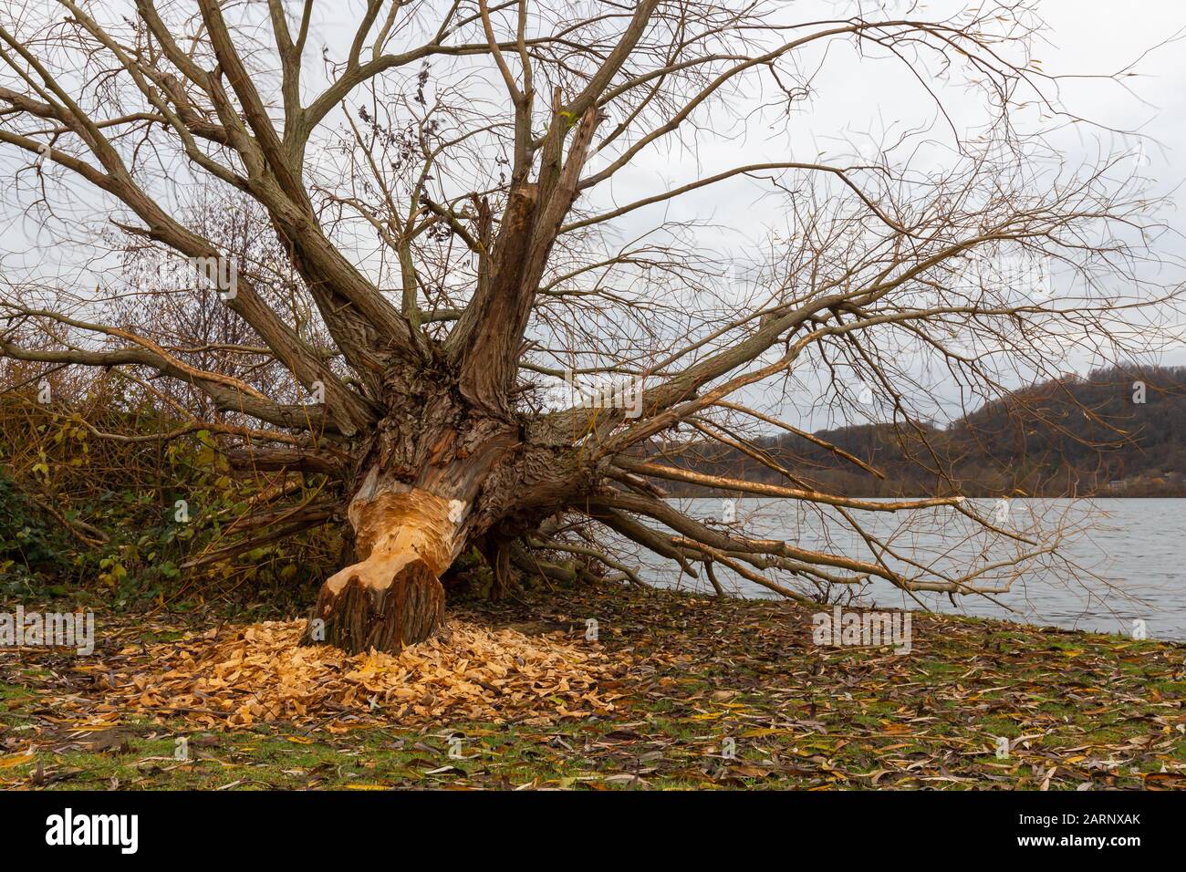 A tree cut down by a beaver near the river Meuse. The beavers is a